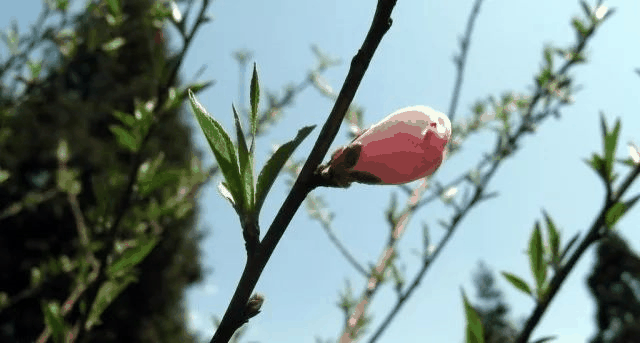 今日立春 | 在這(zhè)裡(lǐ)，邂逅最美春天……